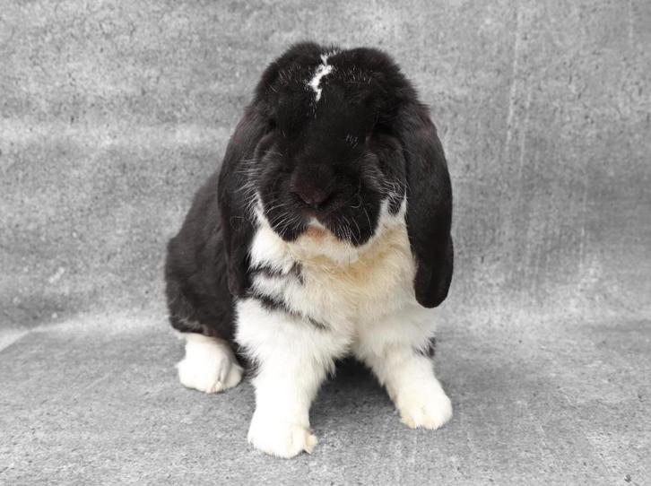 Prachtige & onwijs lieve Franse Hangoor ram, knuffel of fok!, Dieren en Toebehoren, Konijnen, Groot, Mannelijk, 0 tot 2 jaar, Hangoor