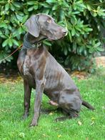 Duits staande korthaar., Dieren en Toebehoren, Honden | Setters en Staande honden, Duitse Staande hond, Particulier, Rabiës (hondsdolheid)