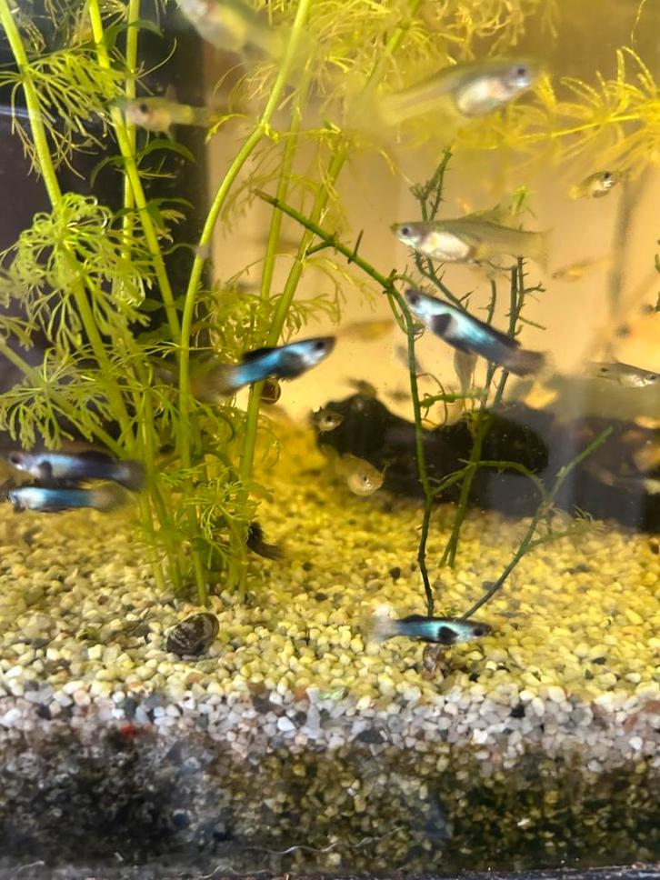 Panda guppen, Dieren en Toebehoren, Vissen | Aquariumvissen, Vis