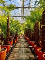 Chinese waaierpalm - Trachycarpus fortunei stammen van 2+ m, 250 tot 400 cm, Zomer, Palmboom, Ophalen