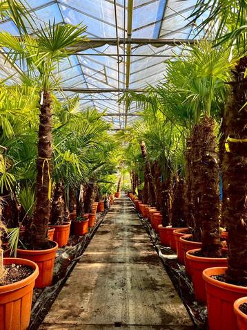 Chinese waaierpalm - Trachycarpus fortunei stammen van 2+ m beschikbaar voor biedingen