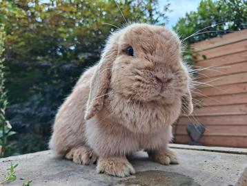 Prachtige lieve Hangoordwerg voedster mignon kleur. beschikbaar voor biedingen