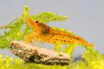 Tiger tangerine garnalen, Kreeft, Krab of Garnaal
