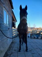 Gezocht; weide, stalling etc, zie omschrijving, Dieren en Toebehoren, Stalling, 1 paard of pony