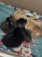 Kittens van Ragdoll/Siamees, Dieren en Toebehoren, Katten en Kittens | Raskatten | Korthaar