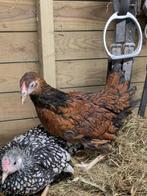 Wyandotte krielen, Meerdere dieren, Kip