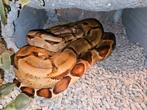 Mooie boa te koop evt inclusief terrarium, Slang, Met terrarium
