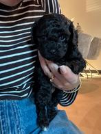 Lieve Toypoedel pups 5 weken oud, binnenkort beschikbaar, Dieren en Toebehoren, Honden | Chihuahua's en Gezelschapshonden, Poedel