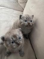 ✨ Te Koop: Prachtige Britse Korthaar Kittens ✨, Dieren en Toebehoren, Katten en Kittens | Raskatten | Langhaar, Kater