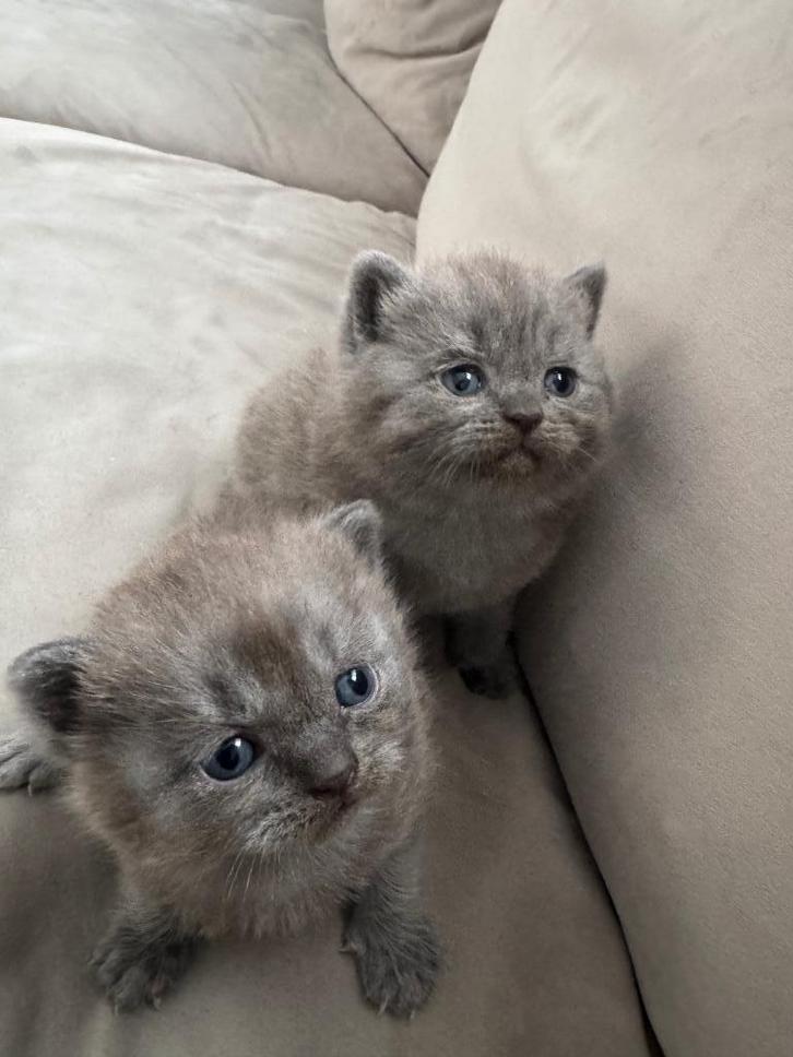 ✨ Te Koop: Prachtige Britse Korthaar Kittens ✨, Dieren en Toebehoren, Katten en Kittens | Raskatten | Langhaar, Kater