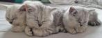 Britse korthaar kittens katers!!, Dieren en Toebehoren, Katten en Kittens | Raskatten | Korthaar, Kater, Ontwormd, 0 tot 2 jaar