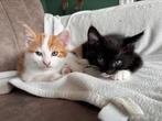Lieve kittens te koop, Meerdere dieren, Ontwormd