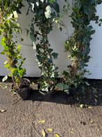 Hedera super planten lossen uw doorkijk  problemen 1 keer op, Tuin en Terras, Ophalen, Vaste plant, Bloeit niet, Halfschaduw