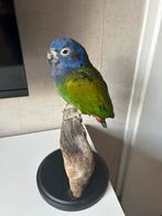 Opgezette zwartoormargrietje, Dieren en Toebehoren, Vogels | Parkieten en Papegaaien, Vrouwelijk, Parkiet