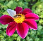 Dahlia knollen, 6€/kg, Tuin en Terras, Bloembollen en Zaden, Ophalen, Voorjaar, Volle zon, Knol