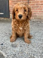 Aus.labradoodle pups abrikoos kleur., Overige rassen, CDV (hondenziekte), 8 tot 15 weken, Meerdere
