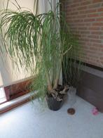 kamerplant, Huis en Inrichting, Ophalen, 100 tot 150 cm, Overige soorten, Halfschaduw