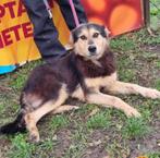 Prachtige Sabina ter adoptie!, Dieren en Toebehoren, Honden | Niet-rashonden, Particulier, Rabiës (hondsdolheid), Buitenland, Teef