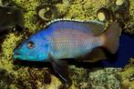 Malawi Cichliden: Placidochromis milomo, Vis, Zoetwatervis