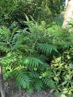 Fluweelbomen, Tuin en Terras, Planten | Bomen, Bloeit niet, Overige soorten, 100 tot 250 cm, Ophalen