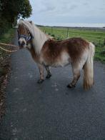Mini pony, Ruin, A pony (tot 1.17m), 0 tot 2 jaar
