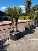 Yucca Rostrata Multihead 220cm, Bloeit niet, 100 tot 250 cm, Palmboom, Ophalen