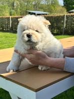 Chow Chow Pups, Dieren en Toebehoren, Honden | Poolhonden, Keeshonden en Oertypen, CDV (hondenziekte), Meerdere, 8 tot 15 weken