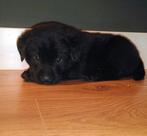 Boulab pups moeder labrador vader berner sennen, Dieren en Toebehoren, Honden | Retrievers, Spaniëls en Waterhonden, 8 tot 15 weken