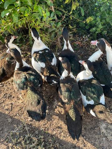 Muskuseenden kaapse eenden beschikbaar voor biedingen