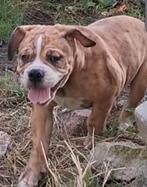 TK prachtige Old Englisch Bulldog pups, Bulldog, Meerdere, Meerdere dieren, Nederland