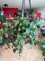 Lipstickplant (Aeschynanthus) - Arnhem, Ophalen, Overige soorten, Halfschaduw, Minder dan 100 cm