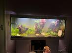 Compleet aquarium 150cm, Dieren en Toebehoren, Vissen | Aquaria en Toebehoren, Gebruikt, Ophalen, Gevuld zoetwateraquarium