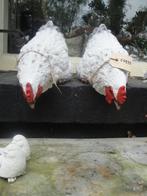 hele leuke kippen voor op de vensterbank of muur, Tuin en Terras, Tuinbeelden, Ophalen of Verzenden, Nieuw, Overige materialen