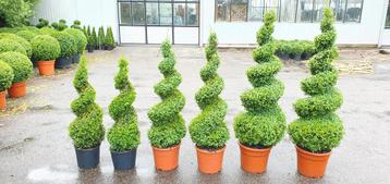  Mooie Buxus spiralen beschikbaar voor biedingen