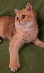 Prachtige Britse korthaar golden shaded (ny11), Poes