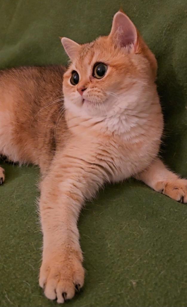 Prachtige Britse korthaar golden shaded (ny11), Dieren en Toebehoren, Katten en Kittens | Raskatten | Korthaar, Poes