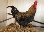 Eén prachtige haan - kruising Marans, Dieren en Toebehoren, Pluimvee, Mannelijk, Kip