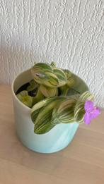 Tradescantia Sillamontana Variegata, Ophalen of Verzenden, Overige soorten, Minder dan 100 cm