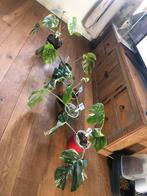 Monstera variegata  nr 4 is verkocht, Tuin en Terras, Planten | Tuinplanten, Ophalen of Verzenden