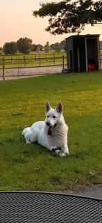 Stoere witte herder zoekt nieuw baasje, Reu, CDV (hondenziekte), 1 tot 2 jaar, Eén hond