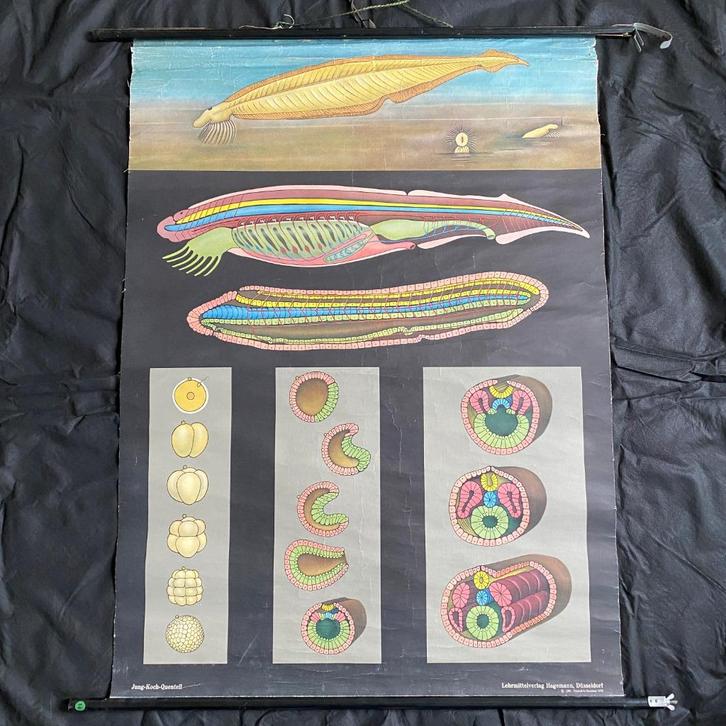 Schoolplaat Lancetvisje – Jung Koch Quentell, Antiek en Kunst, Antiek | Schoolplaten, Natuur en Biologie, Ophalen of Verzenden