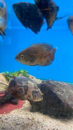 Wildvang pauwogen, Dieren en Toebehoren, Vissen | Aquariumvissen, Vis