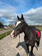 Rambo micklem hoofdstel full, Dieren en Toebehoren, Paarden en Pony's | Hoofdstellen en Tuigage, Ophalen of Verzenden