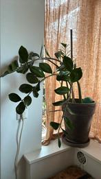 Zamioculcas Zamiifolia zonder pot, Huis en Inrichting, Kamerplanten, Ophalen, Overige soorten, Minder dan 100 cm