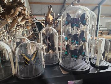 snel wisselend aanbod vlinders & insecten, in stolp en lijst beschikbaar voor biedingen