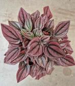 Peperomia Cayenne p12, meerdere vergelijkbare exemplaren bes, Huis en Inrichting, Kamerplanten, Ophalen of Verzenden, Overige soorten