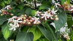 Pindakaasboom / Kansenboom / Clerodendrum trichotomum, Overige soorten, 100 tot 250 cm, Zomer, Ophalen