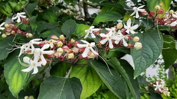 Pindakaasboom / Kansenboom / Clerodendrum trichotomum  beschikbaar voor biedingen