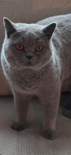 Britse Korthaar kater met stamboom zoekt zijn forever home., Dieren en Toebehoren, Katten en Kittens | Raskatten | Korthaar, Kater