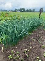 Prei planten, Ophalen, Volle zon, Groenteplanten, Eenjarig